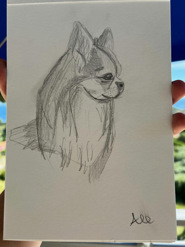 Chihuahua Drawing