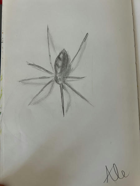 Spider